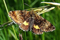 Arichanna subalbida - Hornkraut-Tageulchen (Hornkrauteule)